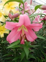 [5564 PO67 Fedora No02.JPG]